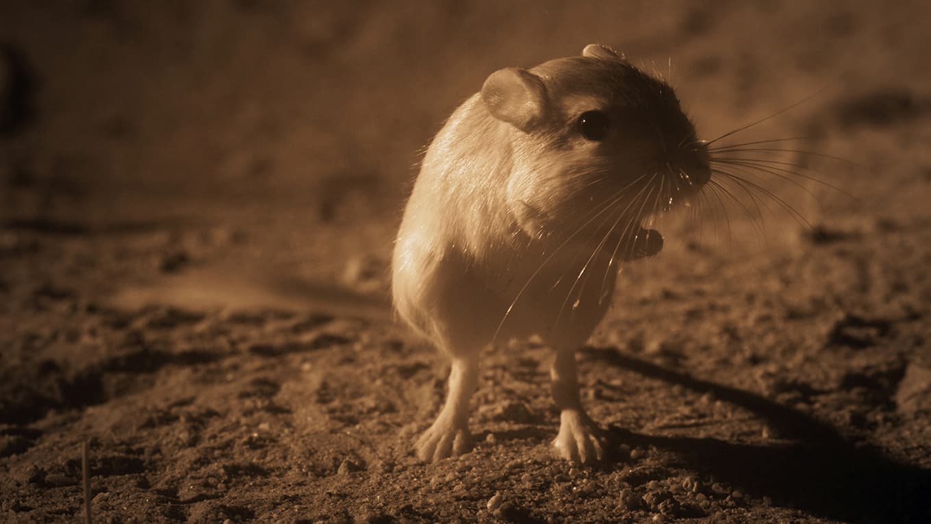 Die geheime Welt der Klänge mit David Attenborough